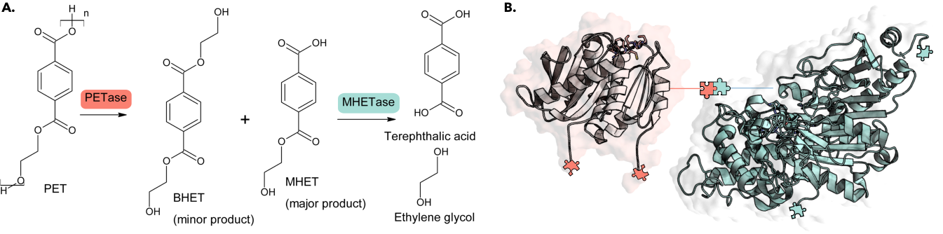 Multienzyme PETase